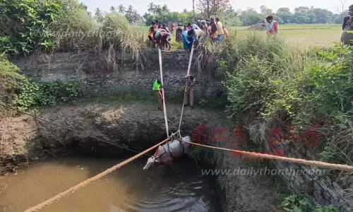 கிணற்றில் விழுந்த மாடு கயிறுகட்டி மீட்பு