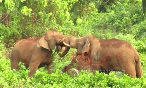 ஆக்ரோஷ மோதலில் ஈடுபட்ட யானைகள்