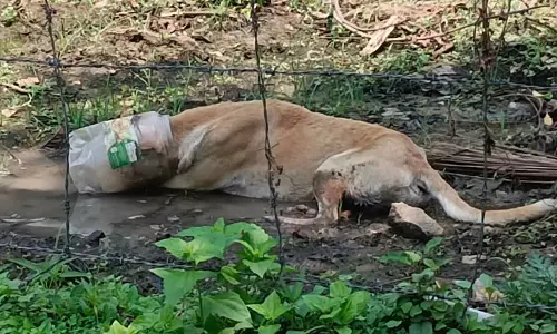 பிளாஸ்டிக் டப்பாவுக்குள் தலை சிக்கி போராடிய தெருநாய்