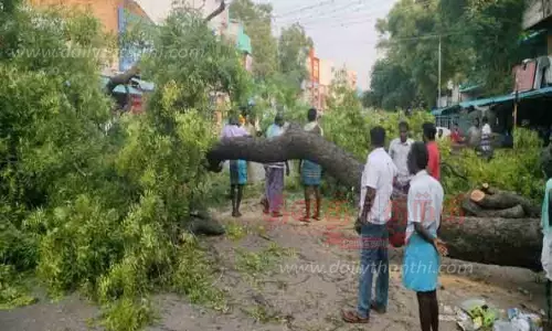 சாலையில் வேரோடு சாய்ந்த வேப்பமரம்
