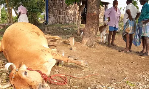 மின்னல் தாக்கி பசு மாடு சாவு