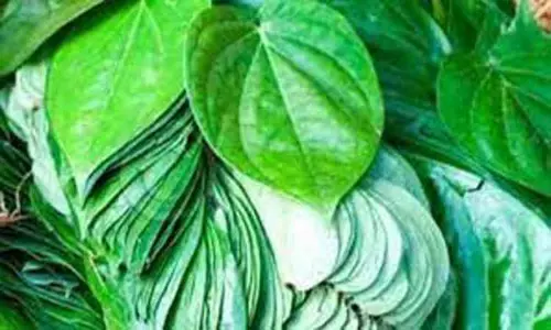 அந்தியூர் சந்தையில் ரூ.4 லட்சத்துக்கு வெற்றிலை விற்பனை