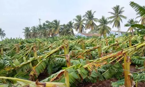 சூறாவளி காற்றுக்கு 1¾ லட்சம் வாழைகள் சேதம்