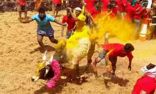 ஜல்லிக்கட்டில் சீறிப்பாய்ந்த காளைகள்; அடக்கிய காளையர்கள்