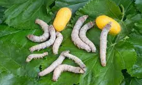 தர்மபுரி ஏல அங்காடிக்குபட்டுக்கூடுகள் வரத்து குறைந்தது