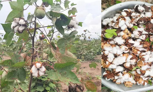 பருத்தி விளைந்தும் விலை கிடைக்காததால் விவசாயிகள் கவலை