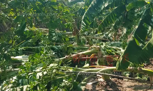 காற்றுடன் பலத்த மழை; வாழைகள் சாய்ந்தன