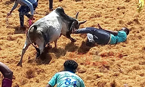 ஜல்லிக்கட்டில் சீறிப்பாய்ந்த 550 காளைகள்; 32 பேர் காயம் ஜல்லிக்கட்டில் சீறிப்பாய்ந்த 550 காளைகள்; 32 பேர் காயம்