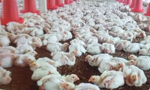 கறிக்கோழி கொள்முதல் விலை உயர்வு