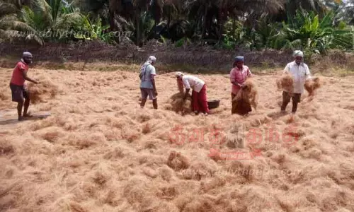 தென்னை நார் உலர வைக்கும் பணி தீவிரம்