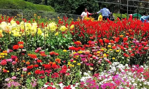 கொடைக்கானலில் கோடை விழா, மலர் கண்காட்சி