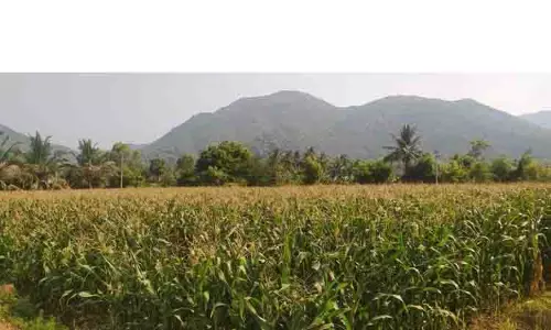 மக்காச்சோள பயிர்கள்