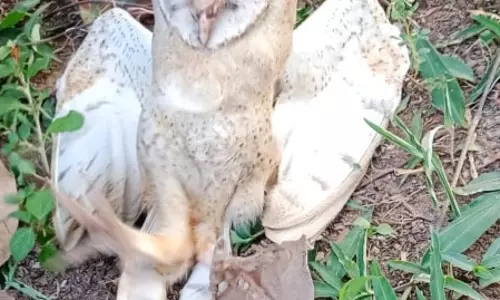 ஆஸ்திரேலிய நாட்டு அரிய வகை ஆந்தை மீட்பு ஆஸ்திரேலிய நாட்டு அரிய வகை ஆந்தை மீட்பு