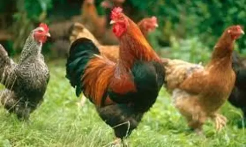 50 சதவீத மானியத்தில்250 நாட்டுக்கோழி குஞ்சுகள் வழங்கும் திட்டம்