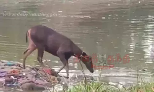 பாபநாசம் தாமிரபரணியில் தண்ணீர் அருந்த வந்த மிளா