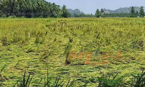 கனமழையால் சாய்ந்த நெற்பயிர்கள்