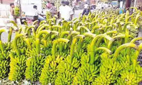 அந்தியூர் கூட்டுறவு சங்கத்தில் ரூ.3 லட்சத்துக்கு வாழைத்தார்கள் ஏலம் அந்தியூர் கூட்டுறவு சங்கத்தில் ரூ.3 லட்சத்துக்கு வாழைத்தார்கள் ஏலம்