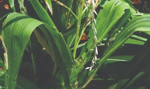 மடத்துக்குளம் சுற்றுவட்டார பகுதிகளில் மக்காச்சோளப்பயிரில் படைப்புழுக்களின் தாக்குதல் அதிகரித்துள்ள நிலையில், அதனை கட்டுப்படுத்த வழி தெரியாமல் விவசாயிகள் தவித்து வருகின்றனர்.