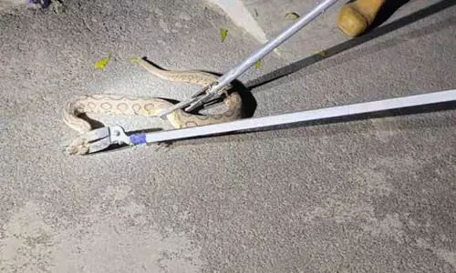 வீட்டிற்குள் புகுந்த பாம்பு