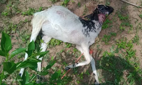 நாய் கடித்து ஆடுகள், கோழிகள் செத்தன