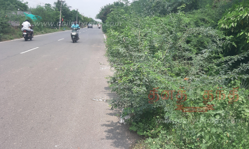 கிழக்குகடற்கரை சாலையில் வளர்ந்துள்ள கருவேல மரங்களை அகற்ற வேண்டும்