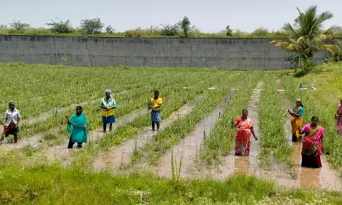 தர்மபுரி அருகே மழை நீரில் மூழ்கி 50 ஏக்கர் பயிர்கள் சேதம்-வடிகால் அமைக்க விவசாயிகள் கோரிக்கை தர்மபுரி அருகே மழை நீரில் மூழ்கி 50 ஏக்கர் பயிர்கள் சேதம்-வடிகால் அமைக்க விவசாயிகள் கோரிக்கை