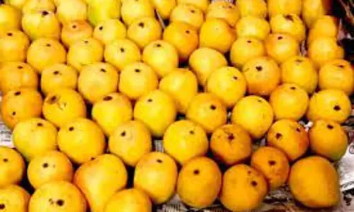 மைசூரு குப்பண்ணா பூங்காவில் மா, பலாப்பழ கண்காட்சி-ஹரீஷ்கவுடா எம்.எல்.ஏ. தொடங்கி வைத்தார் மைசூரு குப்பண்ணா பூங்காவில் மா, பலாப்பழ கண்காட்சி-ஹரீஷ்கவுடா எம்.எல்.ஏ. தொடங்கி வைத்தார்
