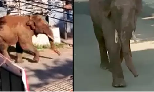 ஊருக்குள் புகுந்த அரிக்கொம்பன் காட்டு யானை - பொதுமக்கள் அச்சம்..! ஊருக்குள் புகுந்த அரிக்கொம்பன் காட்டு யானை - பொதுமக்கள் அச்சம்..!