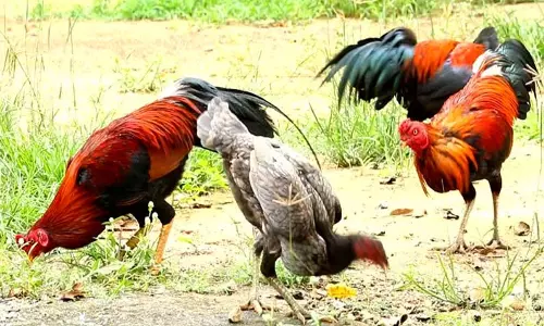 நாமக்கல்லில் நாட்டுக்கோழி வளர்ப்பில் மூலிகை மருத்துவ பயிற்சி