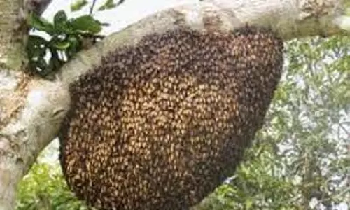 பொதுமக்களை அச்சுறுத்திய மலைத்தேனீக்கள் அகற்றம்