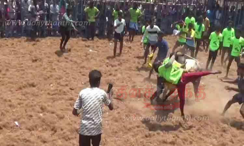 ஜல்லிக்கட்டில் சீறி பாய்ந்த காளைகள் ஜல்லிக்கட்டில் சீறி பாய்ந்த காளைகள்