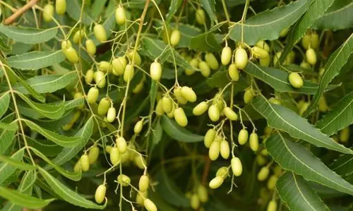 வேப்பங்கொட்டை கரைசல் தயாரித்தல் குறித்து விவசாயிகளுக்கு விழிப்புணர்வு