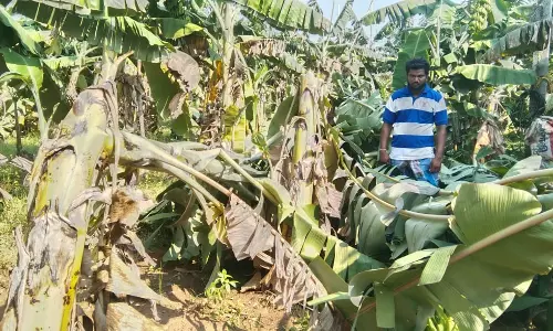 சோளப்பயிர், வாழைகள் சாய்ந்தன