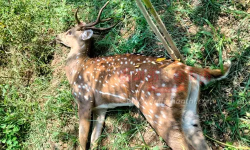 2 புள்ளிமான்கள் இறந்தன.