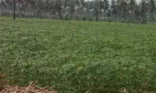 செழித்து வளர்ந்துள்ள மரவள்ளி செடி