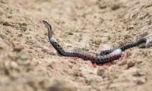 பாம்பு கடித்து பெண் குழந்தை இறந்தது.