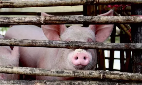 மேகாலயாவில் ஆப்பிரிக்க பன்றிக் காய்ச்சலால் 117 பன்றிகள் பலி