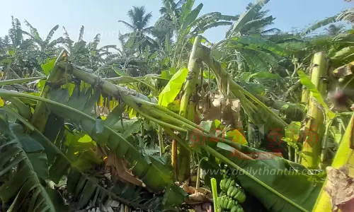 பேரணாம்பட்டு பகுதியில் பலத்த சூறை காற்றுடன் மழை