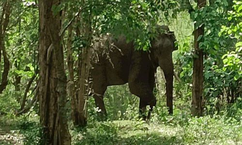 சுருளிப்பட்டி அருகே இடம்பெயர்ந்த அரிக்கொம்பன் யானை: தீவிர கண்காணிப்பில் வனத்துறையினர்