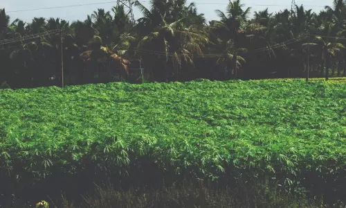 மரவள்ளிக்கிழங்கு சாகுபடியில் விவசாயிகள் ஆர்வம் மரவள்ளிக்கிழங்கு சாகுபடியில் விவசாயிகள் ஆர்வம்