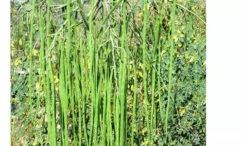 2 டன் முருங்கைக்காய் ெகாள்முதல் 2 டன் முருங்கைக்காய் ெகாள்முதல்