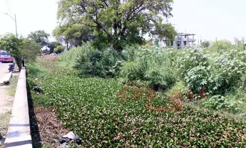 புதர் சூழ்ந்த ராஜவாய்க்கால்கள்; வறண்டு கிடக்கும் குளங்கள்