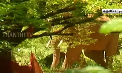 தேனி: சுருளிப்பட்டி கிராமத்தில் அரிக்கொம்பன் நடமாட்டம் - விளைநிலங்களுக்கு செல்ல விவசாயிகளுக்கு அனுமதி மறுப்பு