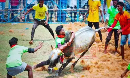 சீறிய காளையை அடக்கிய காளையர் சீறிய காளையை அடக்கிய காளையர்