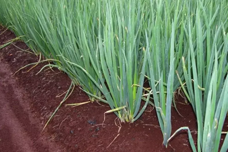 சின்ன வெங்காய நடவு பணிகள் தீவிரம்