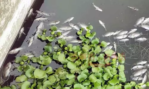 ஈரோடு கனிராவுத்தர் குளத்தில் மீண்டும் செத்து மிதந்த மீன்கள்தண்ணீர் மாதிரியை அதிகாரிகள் ஆய்வுக்கு எடுத்து சென்றனர் ஈரோடு கனிராவுத்தர் குளத்தில் மீண்டும் செத்து மிதந்த மீன்கள்தண்ணீர் மாதிரியை அதிகாரிகள் ஆய்வுக்கு எடுத்து சென்றனர்