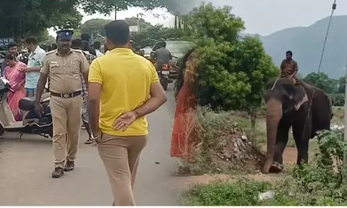 அரிக்கொம்பன் யானையை பிடிக்க 3-வது நாளாக முயற்சி..! அரிக்கொம்பன் யானையை பிடிக்க 3-வது நாளாக முயற்சி..!