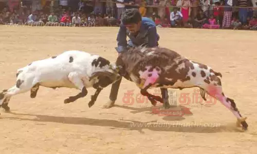 களை கட்டிய கிடாய் முட்டு போட்டி