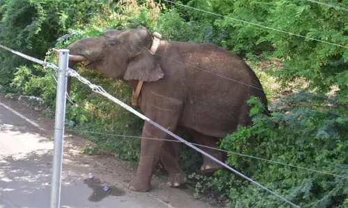 அரிக்கொம்பன் யானை தாக்கி காயமடைந்தவர் உயிரிழப்பு..! அரிக்கொம்பன் யானை தாக்கி காயமடைந்தவர் உயிரிழப்பு..!