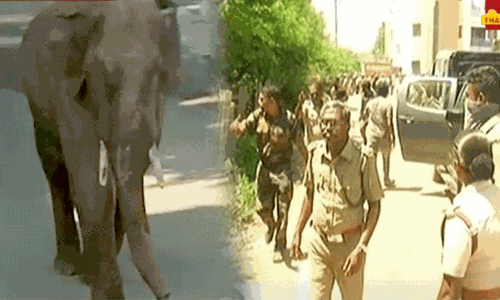 அரிக்கொம்பன் யானையை பயிற்சி பெற்ற பழங்குடியினர்கள் மூலம் பிடிக்க நடவடிக்கை அரிக்கொம்பன் யானையை பயிற்சி பெற்ற பழங்குடியினர்கள் மூலம் பிடிக்க நடவடிக்கை